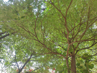 A stunning view of the lush green canopy of leaves. The sunlight filters through the leaves, creating dappled shadows beneath. Ficus benghalensis. Banyan tree.