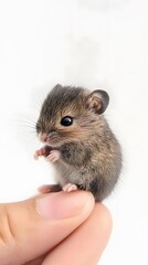 Cute Miniature Baby Mouse on Palm and Fingertip, Photo Realistic, Texture, Pattern Background, Wallpaper, Cover and Screen for Smartphone, PC, Laptop, 9:16 and 16:9 Format