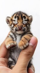 Cute Miniature Tiger Cub in Palm and Fingertip, Photo Realistic, Texture, Pattern Background, Wallpaper, Cover and Screen for Smartphone, PC, Laptop, 9:16 and 16:9 Format