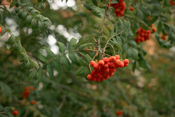 Rowan branch with a bunch of red ripe berries. Sorbus aucuparia tree closeup on green background