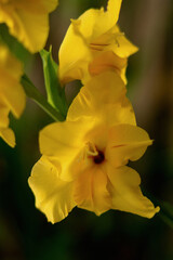 Obraz premium a beautiful yellow gladiolus flower
