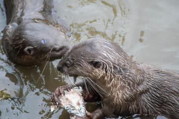 Smooth-coated otters in the Singapore river.