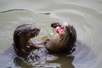 Smooth-coated otters in the Singapore river.