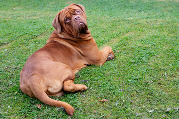 Adorable big dog lying on the grass. Tired dog after a walk lying on the grass