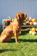 Surrounded by bright pumpkins in shades of gold and orange, the French Mastiff appears to be the true king of autumn, with his subjects being the cheerful pumpkins