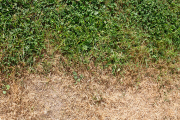 The grass is divided into two parts: one appears wilted and dry, while the other is vibrant and juicy