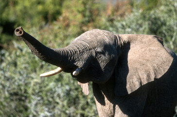 El&eacute;phant d'Afrique, Loxodonta africana, charge, &eacute;l&eacute;phanteau; , Parc national de la Ruaha, Tanzanie