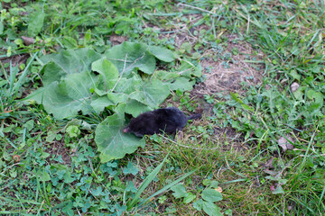 Black mole crawled to the surface of the earth. Mole on the grass