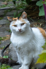 Chat