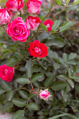 Bushy raspberry rose. Many flowers of a beautiful rose