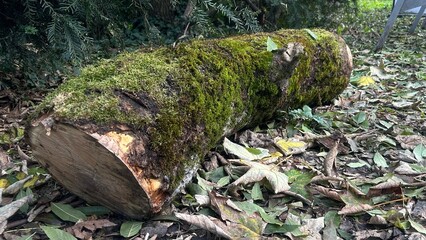 A moss-covered log surrounded by fallen leaves in a serene outdoor setting