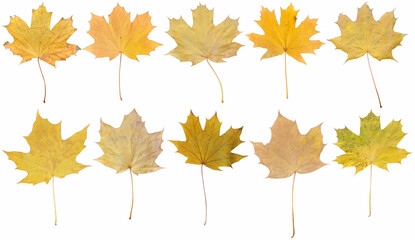 autumn leaves isolated on white