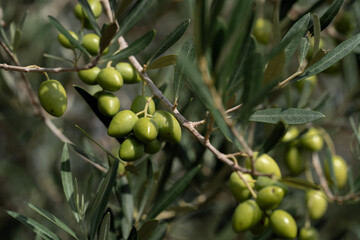 Green olives. Close-up on an olive branch. Corfu, Greece