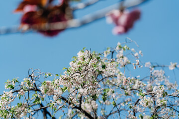 足立区農業公園の美しい桜