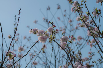 足立区農業公園の美しい桜