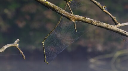 Spider web at the pond