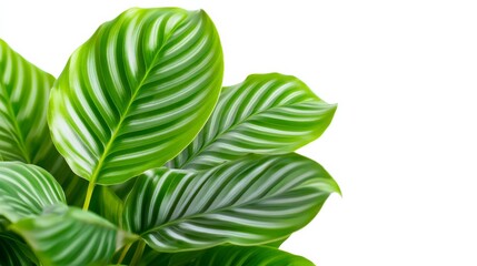 A leafy green plant with a white background. The leaves are green and have a striped pattern