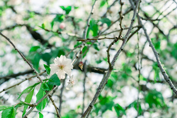 足立区農業公園の美しい桜