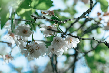 足立区農業公園の美しい桜