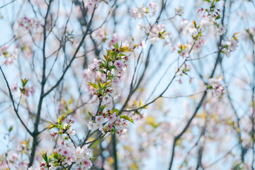 足立区農業公園の美しい桜