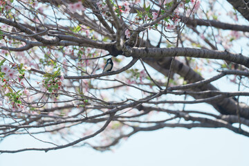 足立区農業公園の美しい桜