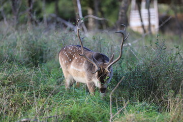 fallow deer with antlers in a clearing in the forest and is eating a grass