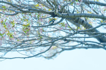 足立区農業公園の美しい桜