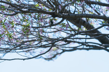 足立区農業公園の美しい桜