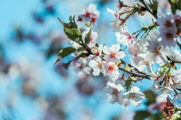 足立区農業公園の美しい桜