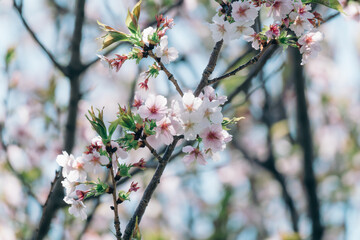 Obraz premium 足立区農業公園の美しい桜