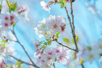 足立区農業公園の美しい桜