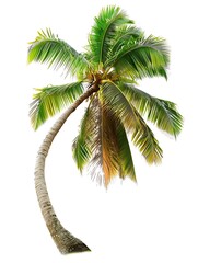Coconut tree isolated on white background