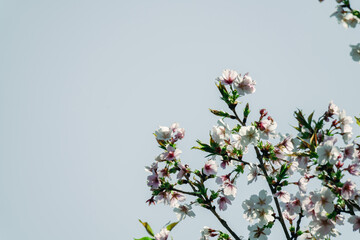 Fototapeta premium 足立区農業公園の美しい桜