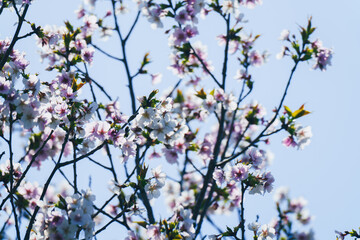 足立区農業公園の美しい桜