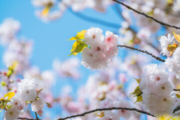 足立区農業公園の美しい桜