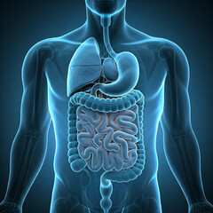 human heart anatomy. 3d rendered illustration of a human body. Human digestive system. Digestive anatomy