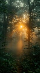 Obraz premium Sunbeams Through the Fog in a Lush Forest