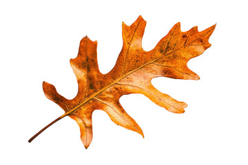 Fototapeta premium Dried, orange oak leaf with veins, isolated against white background. 