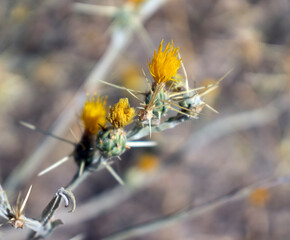 flower of the grass
