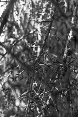 branches textute , close up