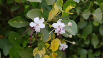 pink and white flower