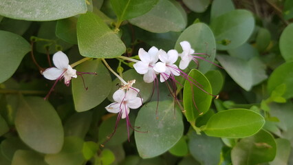 pink and white flowers