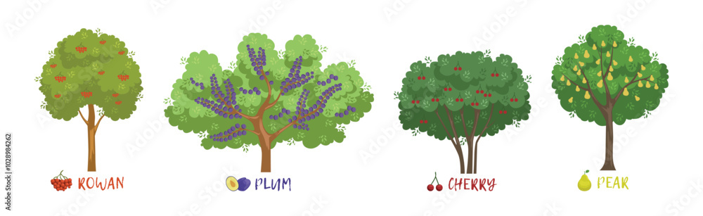 Poster different fruit trees sorts with names vector set