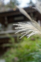 鎌倉2410　浄智寺１　ススキ