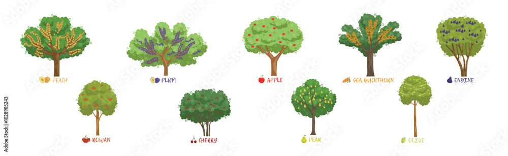 Poster different fruit trees sorts with names vector set