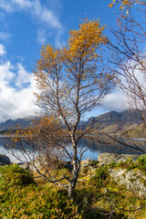 Beautiful golden birch tree in autumn colors growing near fjords in Lofoten Islands, Norway in a fall day. Seasonal scenery of Scandinavia.