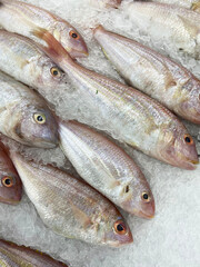 Fresh Threadfin bream lined up in Supermarket,Fresh raw fish chilled on ice