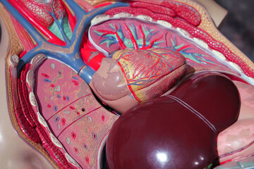 Internal organs of a human. Model of internal organs of a people