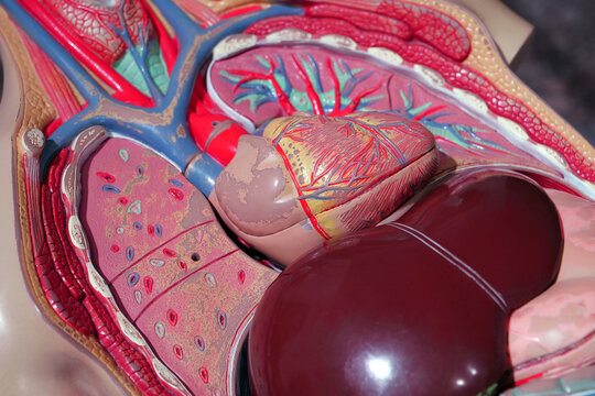 Internal organs of a human. Model of internal organs of a people