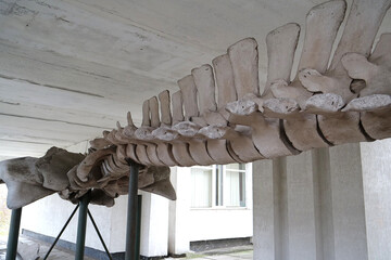 Big grey skeleton of blue whale. Whale spine. Real whale bones